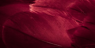 Kızıl Şahin tüyleri görünür detaylarla. arkaplan veya doku