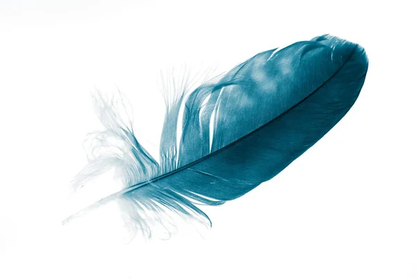 Pluma Pájaro Azul Sobre Fondo Blanco Aislado — Foto de Stock