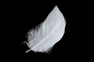 Siyah arka planda beyaz kaz tüyü