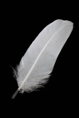 Siyah arka planda beyaz kaz tüyü