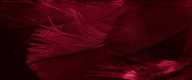 Kızıl Şahin tüyleri görünür detaylarla. arkaplan veya doku