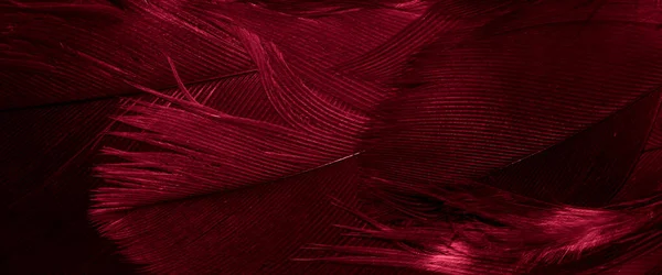 Plumas Halcón Rojo Con Detalle Visible Fondo Textura — Foto de Stock