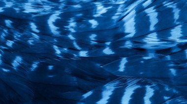 Mavi şahin tüyleri görünür detaylarla. arkaplan veya doku