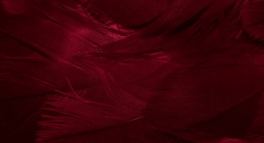 Kızıl Şahin tüyleri görünür detaylarla. arkaplan veya doku