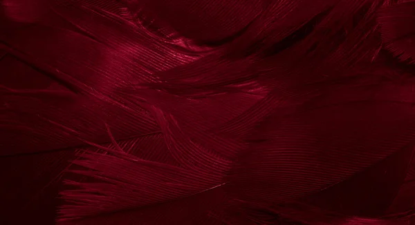 Plumes Faucon Rouge Avec Des Détails Visibles Fond Texture — Photo