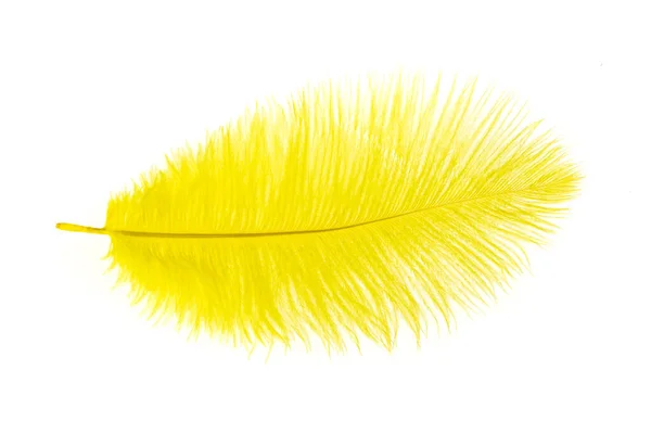 Yellow Ostrich Feather White Isolated Background — Zdjęcie stockowe