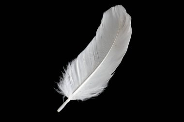 Siyah arka planda beyaz kaz tüyü