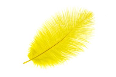 Beyaz izole arkaplanda sarı devekuşu tüyü