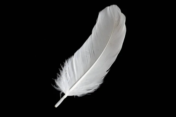 White Feather Goose Black Background — 스톡 사진