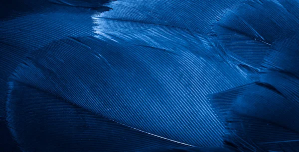 Mavi şahin tüyleri görünür detaylarla. arkaplan veya doku