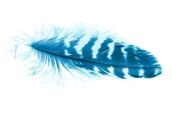 Blauwe Vogel Veer Witte Geïsoleerde Achtergrond — Stockfoto