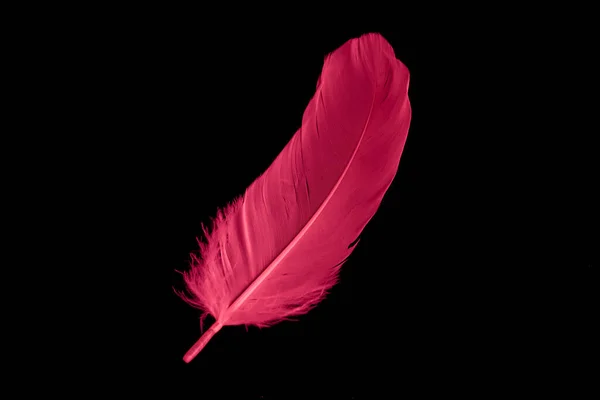 Red Goose Feather Black Isolated Background — Stock fotografie