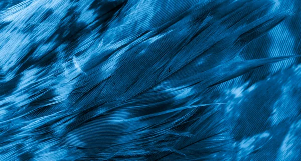 青い鷹の羽目に見える詳細 背景や質感 — ストック写真