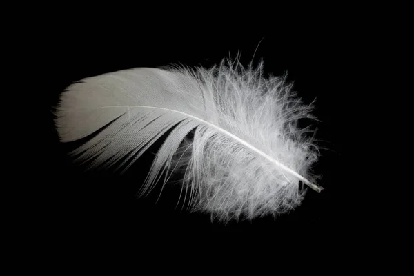 White Feather Goose Black Background — Photo