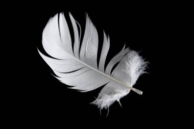 Siyah arka planda beyaz kaz tüyü