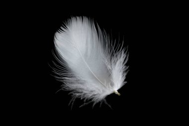 Siyah arka planda beyaz kaz tüyü