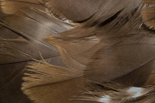 Hawk Feathers Visible Detail Background Texture — Stock Photo, Image