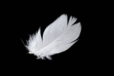 Siyah arka planda beyaz kaz tüyü