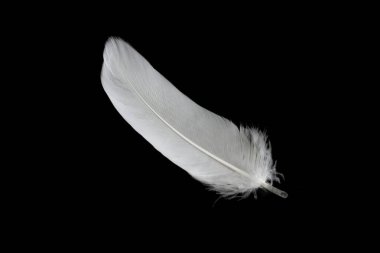 Siyah arka planda beyaz kaz tüyü