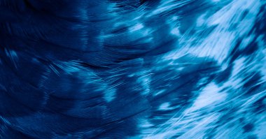 Mavi şahin tüyleri görünür detaylarla. arkaplan veya doku