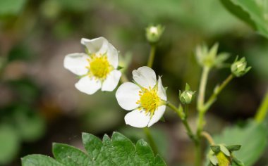 Yeşil arka planda beyaz çilek çiçekleri