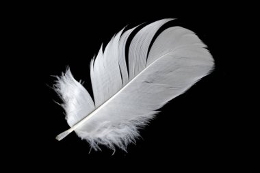 Siyah arka planda beyaz kaz tüyü