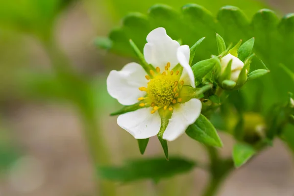 Fehér Eper Virágok Zöld Alapon — Stock Fotó