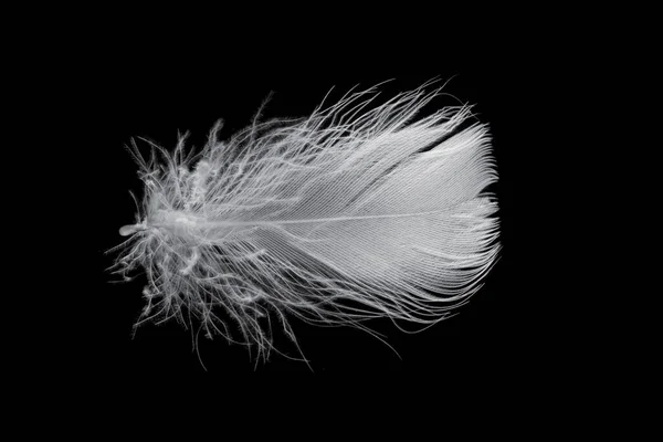 黒い背景をしたガチョウの白い羽 — ストック写真