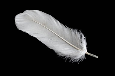 Siyah arka planda beyaz kaz tüyü