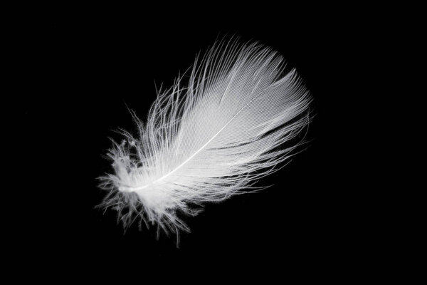 белое перо гуся на черном фоне