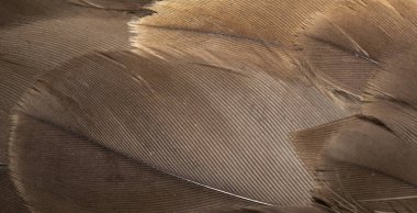 Şahin tüyleri görünür detaylarla. arkaplan veya doku