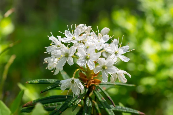 Kvetoucí Rhododendron Tomentosum Harmaja Pozadí Zeleného Lesa — Stock fotografie