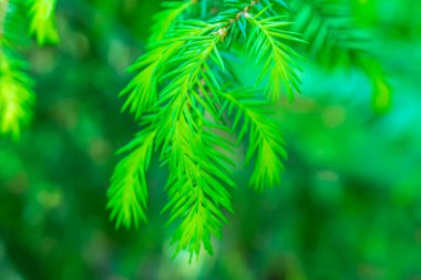 Yeşil ladin dalları makro atış. arkaplan veya doku