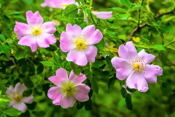 Kwiat Róży Rosa Canina Zielonym Tle — Zdjęcie stockowe