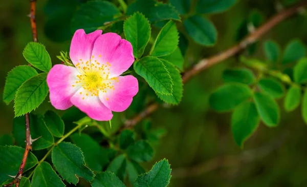 Dog Rose Blomma Rosa Canina Grön Bakgrund — Stockfoto