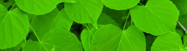 Folhas Verdes Com Detalhes Visíveis Fundo Textura — Fotografia de Stock