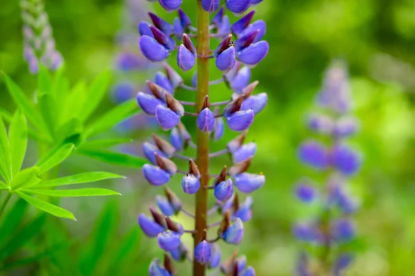 Blauwe Lupine Een Achtergrond Van Groene Bladeren — Stockfoto