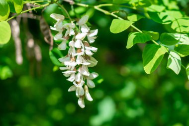 Yeşil yapraklı beyaz akasya çiçekleri