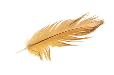 Beyaz arka planda kahverengi tavuk tüyü