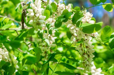 Yeşil yapraklı beyaz akasya çiçekleri