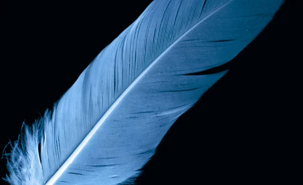 Pena Pássaro Azul Fundo Isolado Preto — Fotografia de Stock