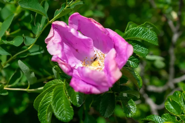 Ανθός Τριαντάφυλλου Σκύλου Rosa Canina Πράσινο Φόντο — Φωτογραφία Αρχείου