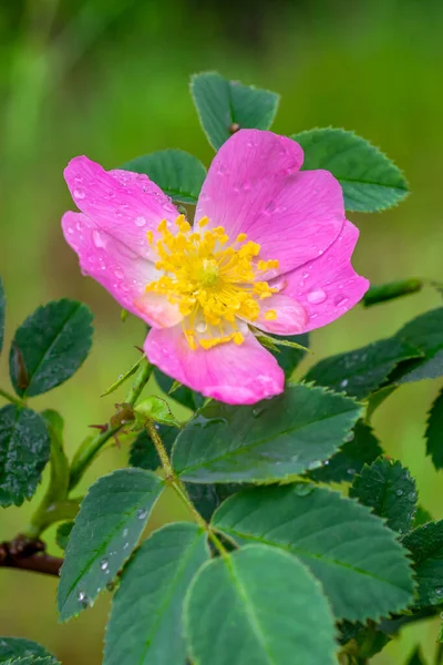 Krople Wody Psie Kwiaty Róży Rosa Canina — Zdjęcie stockowe