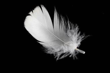 Siyah arka planda beyaz kaz tüyü