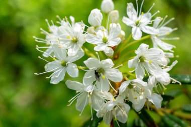 Çiçek açan Rhododendron tomentosum Harmaja yeşil bir ormanın arka planında