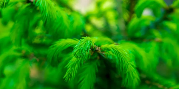 Zelené Smrkové Větvičky Makro Záběr Pozadí Nebo Textura — Stock fotografie