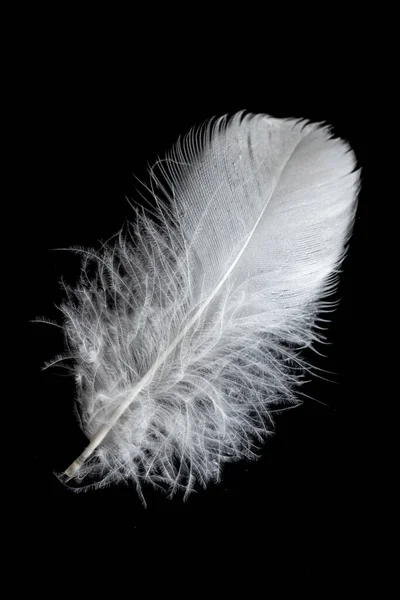 White Feather Goose Black Background —  Fotos de Stock