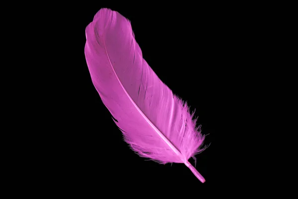 Violet Feather Goose Black Isolated Background — Stock fotografie