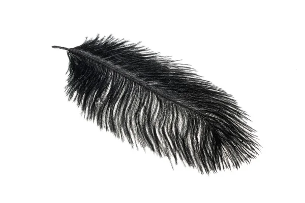 Black Ostrich Feather White Isolated Background — Stock Photo, Image