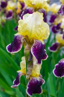 Yağmur damlalarıyla sakallı iris çiçeğinin (Iris Germanica) yakın çekimi. Sarı ve mor zambaklar bir bahçede yetişiyor..
